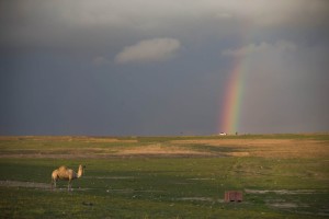 camel.rainbow
